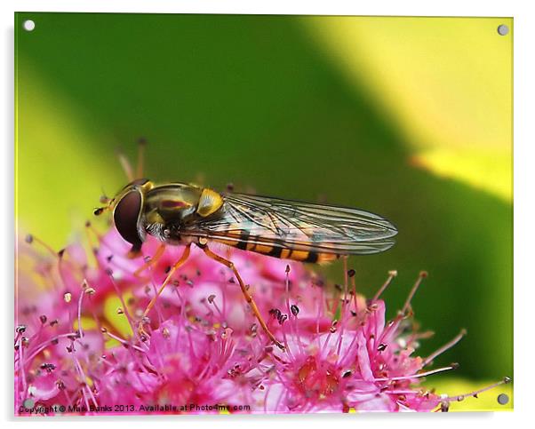 Hoverfly  [Episyrphus balteatus] Acrylic by Mark  F Banks