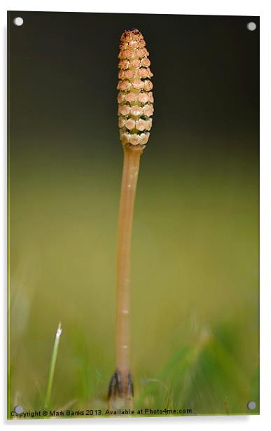 Horsetail Acrylic by Mark  F Banks