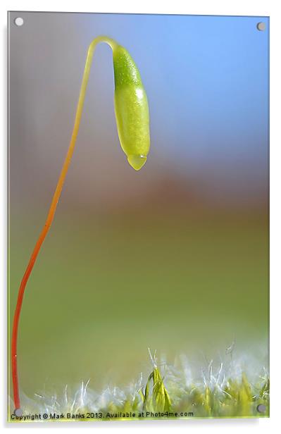 Seed Pod Acrylic by Mark  F Banks