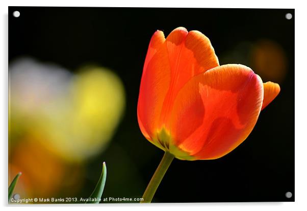 Tulip Acrylic by Mark  F Banks