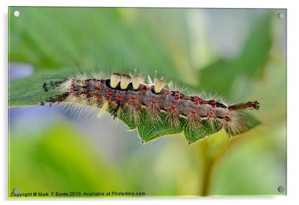 Vapourer Moth Caterpillar Acrylic by Mark  F Banks