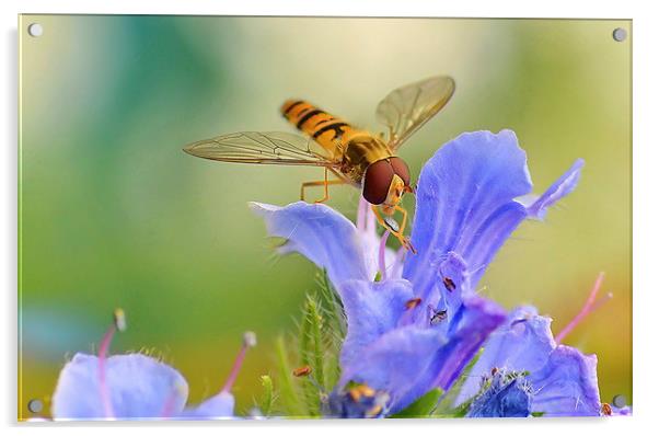 Hoverfly Feeding Acrylic by Mark  F Banks