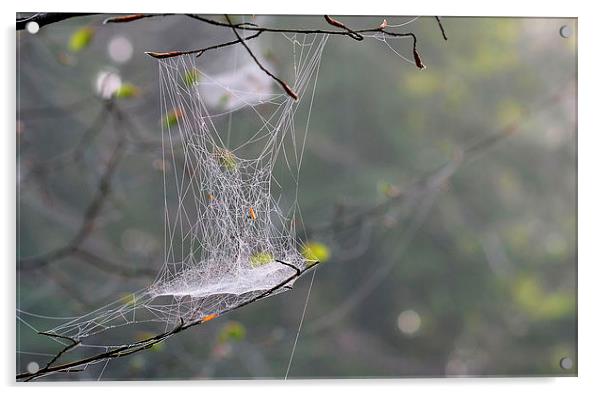 Hanging Spider web Acrylic by Mark  F Banks
