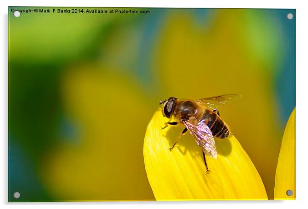 Hoverfly on Sunflower Petal Acrylic by Mark  F Banks