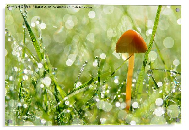  Mushroom in Dew Acrylic by Mark  F Banks
