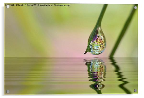  Dew Drop on Grass Stem Acrylic by Mark  F Banks