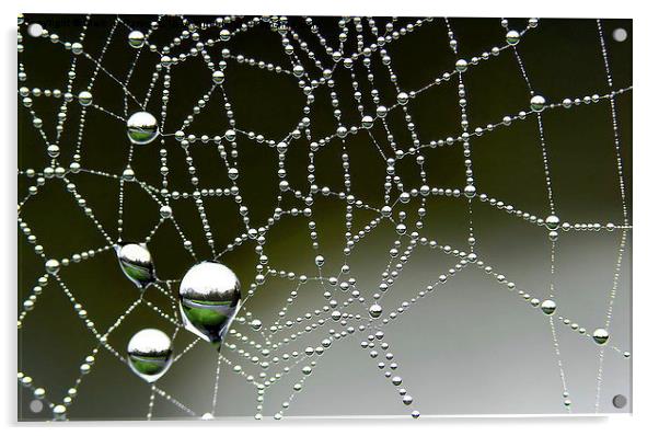  Inverted Spider Web Dew Acrylic by Mark  F Banks