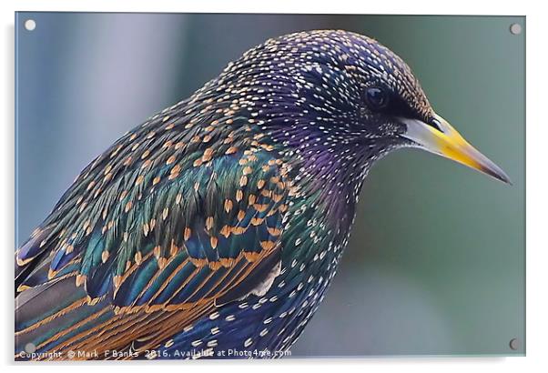 Starling Colours Acrylic by Mark  F Banks