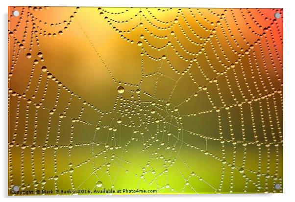 Spider Web Dew Drops   [ Enhanced] Acrylic by Mark  F Banks