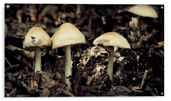 Mushrooms Acrylic by Iona Newton
