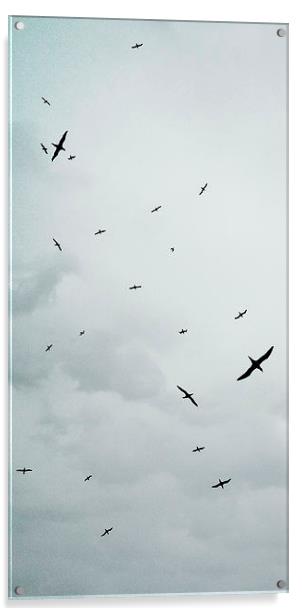Birds Overhead Acrylic by Iona Newton