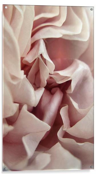  Ruffled Rose Acrylic by Iona Newton