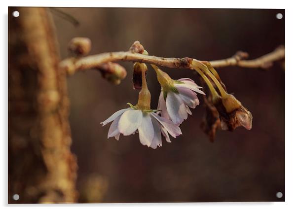  Winter Blossom Acrylic by Iona Newton