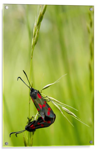 Sun Bathing Burnet Moths Acrylic by Rob Perrett