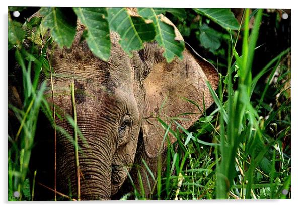 Malaysian Pygmy Elephant Acrylic by Mattie Devreaux Chamberlain