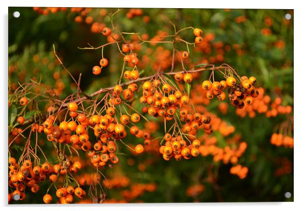 Summer berries Acrylic by Nadeesha Jayamanne