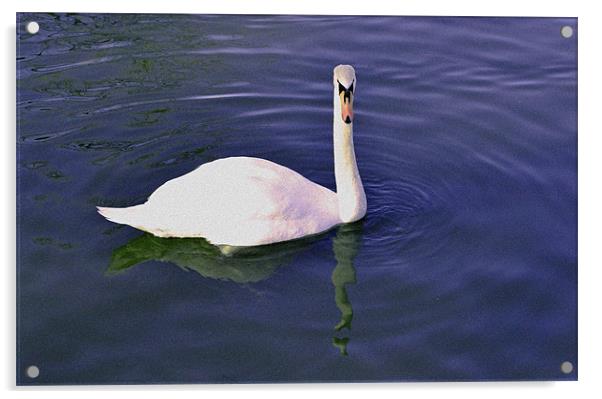 Swan. Acrylic by Nadeesha Jayamanne