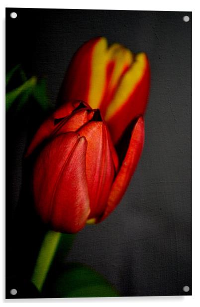 Tulips. Acrylic by Nadeesha Jayamanne