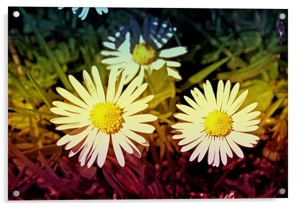 Daisy flowers. Acrylic by Nadeesha Jayamanne
