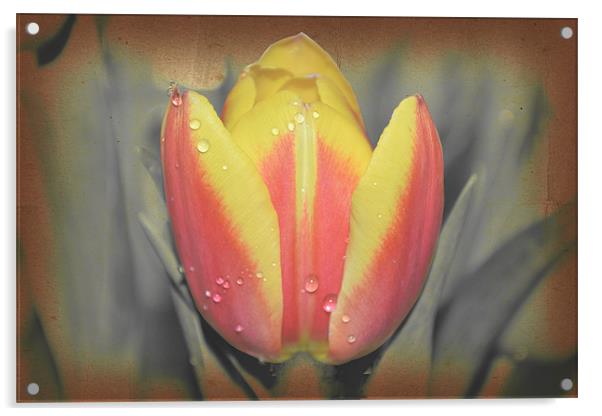Tulip with water drops. Acrylic by Nadeesha Jayamanne
