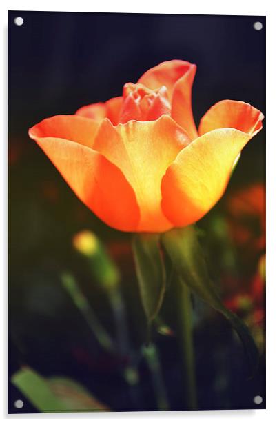 Rose.. Acrylic by Nadeesha Jayamanne