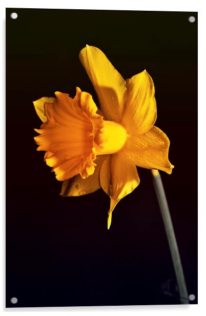 Daffodil. Acrylic by Nadeesha Jayamanne