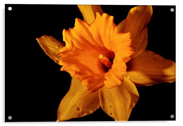 Daffodil II Acrylic by Nadeesha Jayamanne