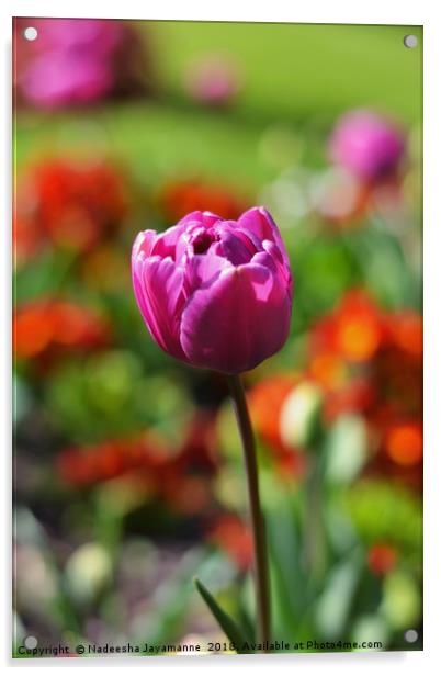 Tulip Acrylic by Nadeesha Jayamanne