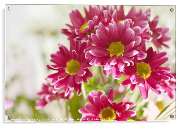 Daisy flowers!  Acrylic by Nadeesha Jayamanne