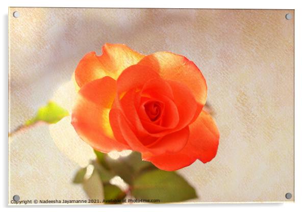 Rose! Acrylic by Nadeesha Jayamanne
