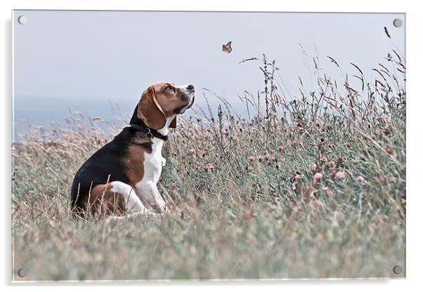 The Beagle Acrylic by David Saunders