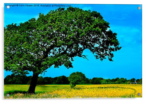  Rapeseed Field Acrylic by Colin Keown