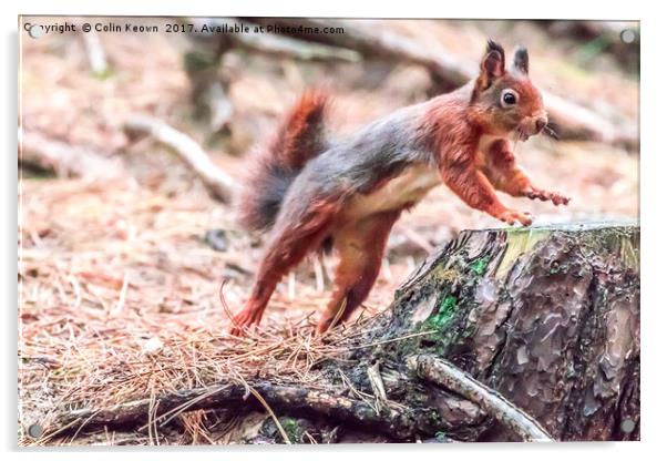 Red Squirrel Acrylic by Colin Keown