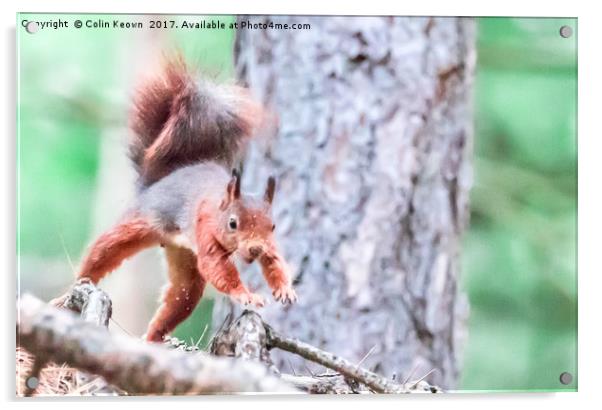 Red Squirrel Acrylic by Colin Keown