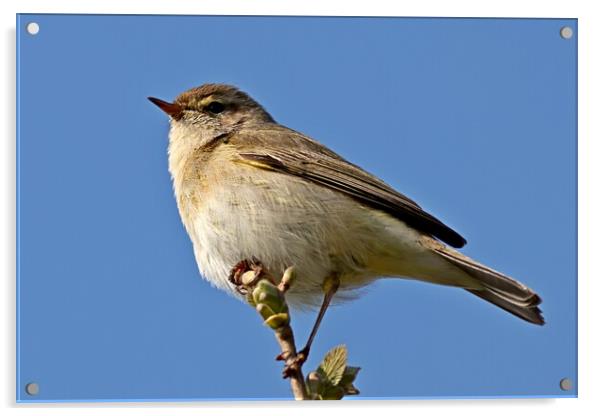 Chiffchaff or Chiff Chaff bird Acrylic by Bryan 4Pics