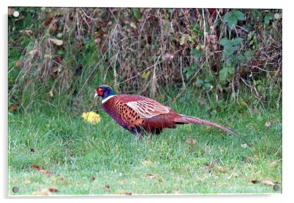 Pheasant, common or ring-necked Acrylic by Bryan 4Pics