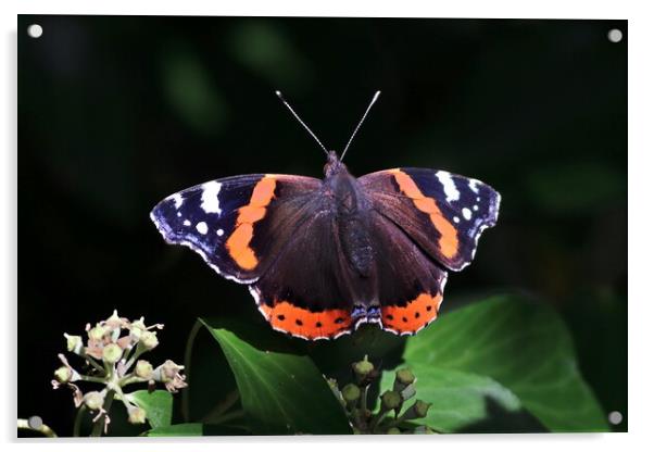 Red Admiral, Vanessa atalanta Acrylic by Bryan 4Pics