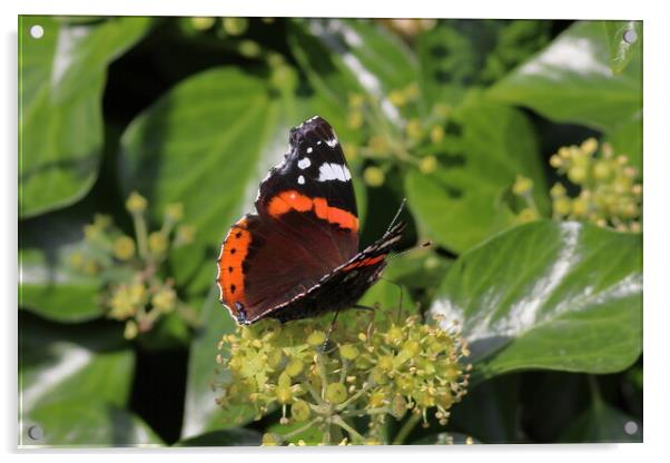 Red Admiral, Vanessa atalanta Acrylic by Bryan 4Pics