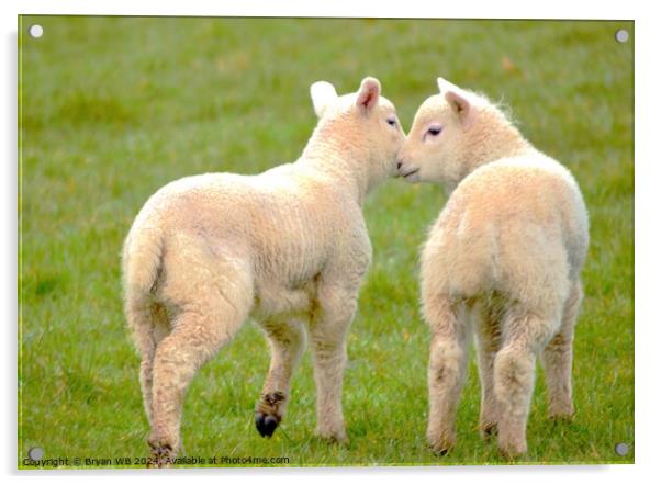 Pair of Spring Lambs Acrylic by Bryan 4Pics