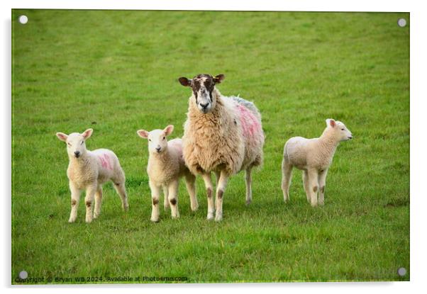 Sheep with three Lambs Acrylic by Bryan 4Pics