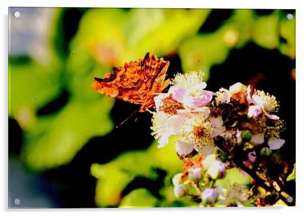 Comma Butterfly, Underwing Acrylic by Bryan 4Pics