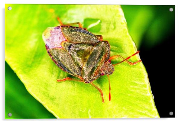 Green Shield Bug Acrylic by Bryan 4Pics