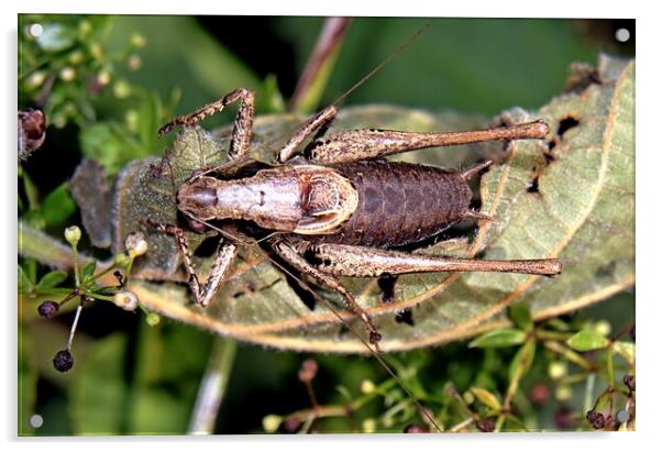 Male Dark Bush Cricket Acrylic by Bryan 4Pics