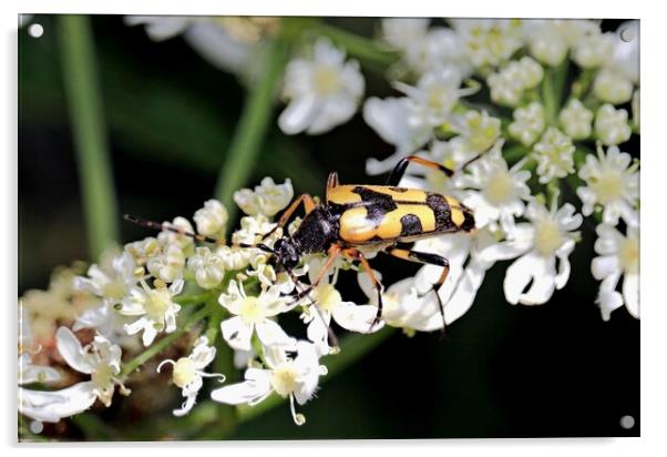Spotted Longhorn Beetle Acrylic by Bryan 4Pics