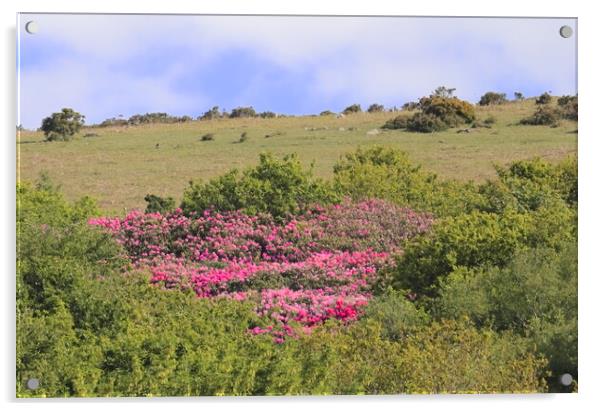 Rhododendrons on Western Beacon Acrylic by Bryan 4Pics