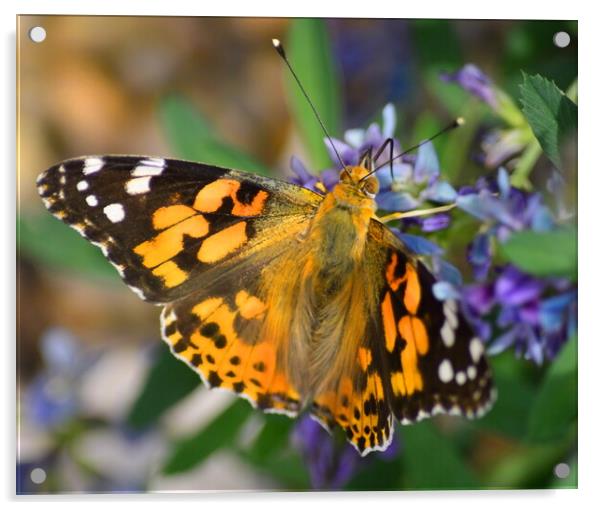 Painted Lady Butterfly Acrylic by Bryan 4Pics