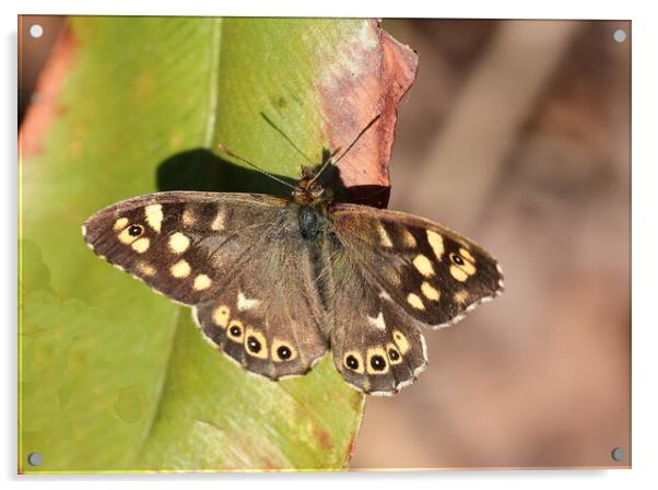 Speckled Wood Acrylic by Bryan 4Pics