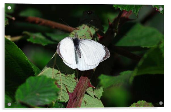 Large White Butterfly Acrylic by Bryan 4Pics
