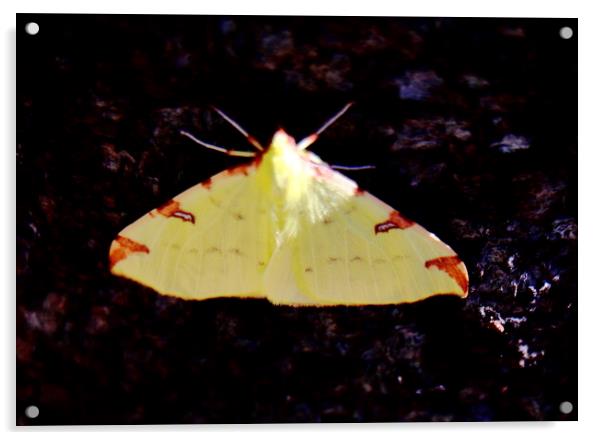 Brimstone Moth Acrylic by Bryan 4Pics