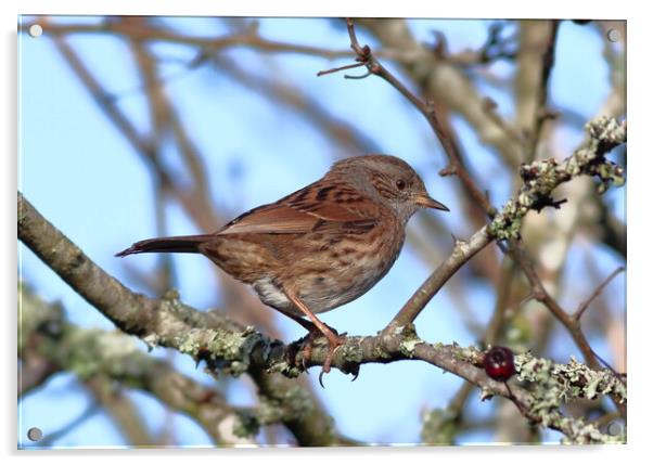 A Dunnock, perched on a tree branch Acrylic by Bryan 4Pics